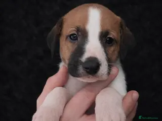 Mixed Breed dogs Whippet cross lurcher - Advert 4