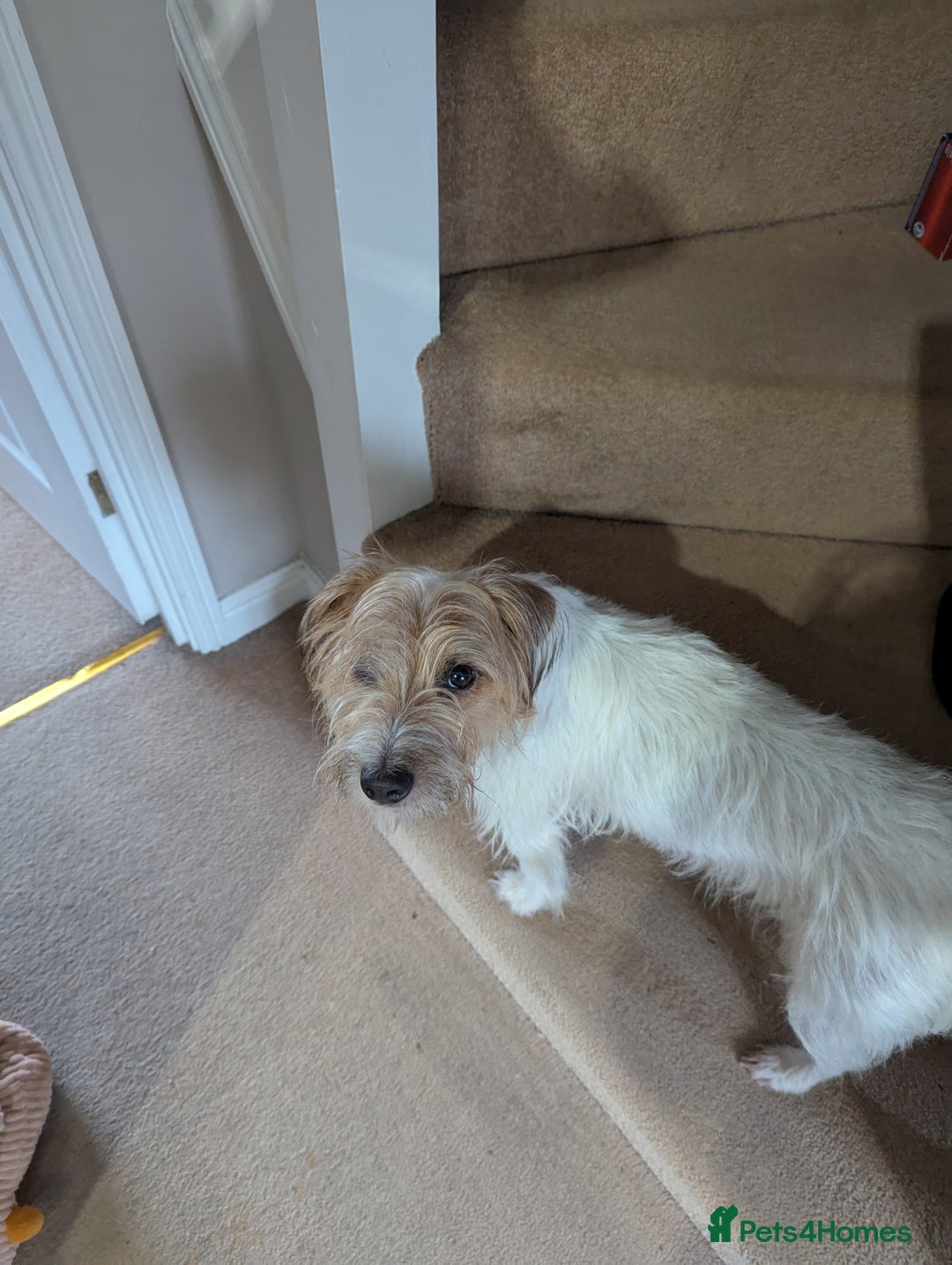 Jack Russell dogs for sale: Poppy - Image 3
