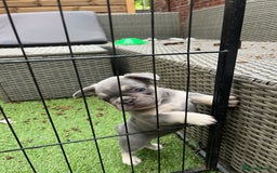 French Bulldog dogs for sale: 7 week old kC French bulldogs - Image 27