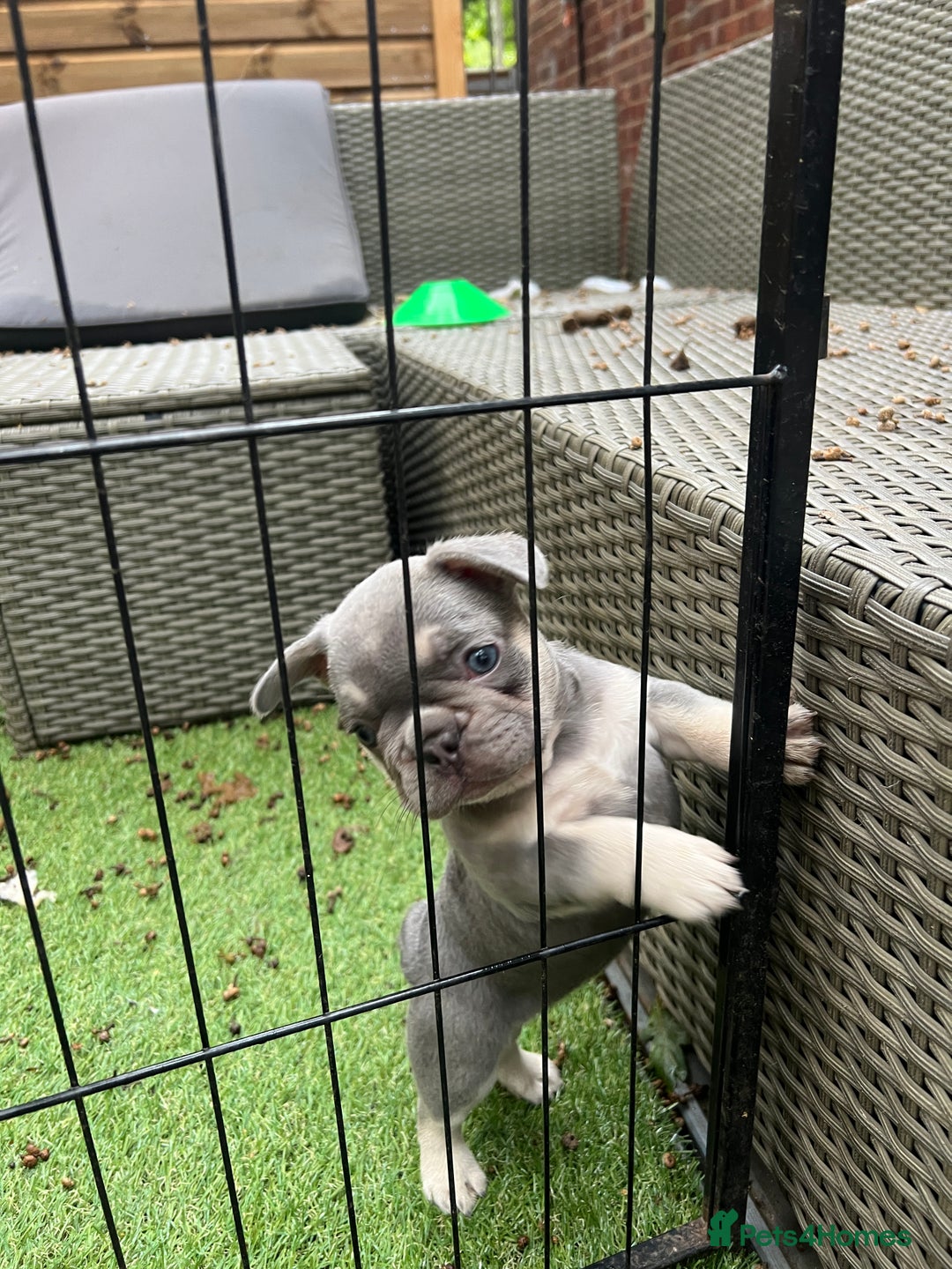French Bulldog dogs for sale: 7 week old kC French bulldogs - Image 27
