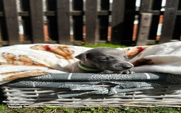 Whippet dogs for sale: READY NEXT WEEK! GORGEOUS WHIPPET PUPPIES - Image 13