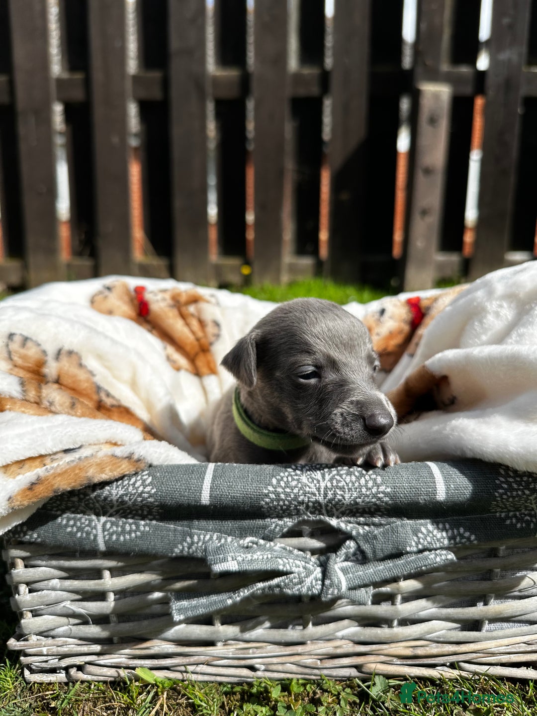 Whippet dogs for sale: READY NEXT WEEK! GORGEOUS WHIPPET PUPPIES - Image 13