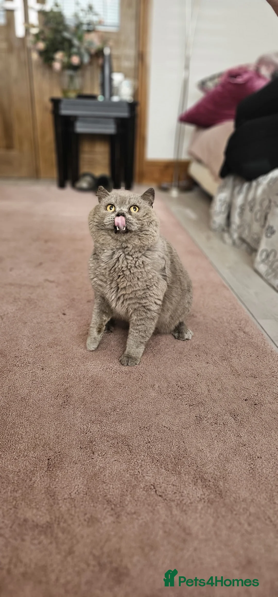 British Shorthair cats for sale: Blue British Shorthair boy - Advert 1