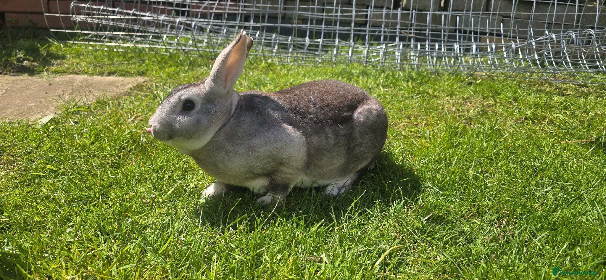 Rex rabbits 1 year old chinchilla mini rez - Advert 7