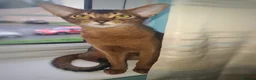 Abyssinian cats for sale: LAST TWO ABYSSINIAN MALE - Advert 21