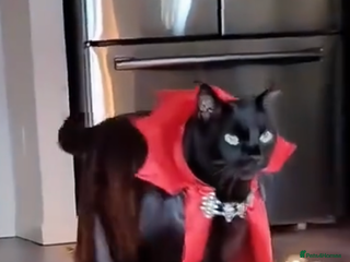 Mixed Breed cats - Advert 4