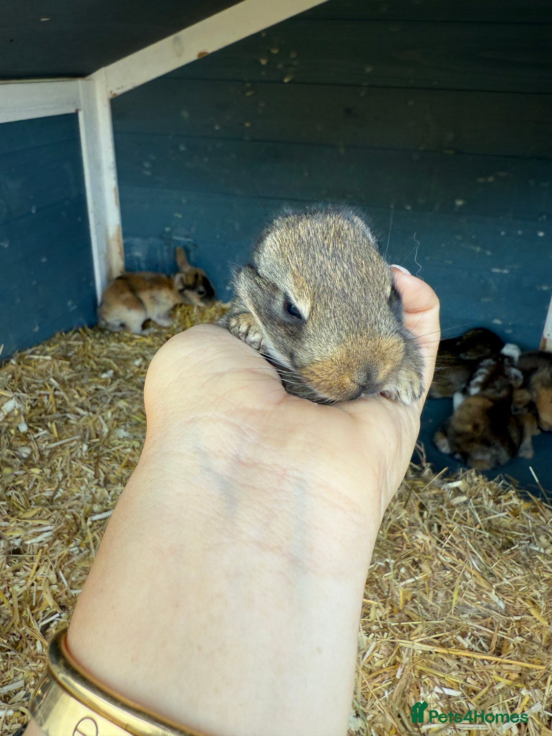 Harlequin rabbits for sale: Harlequin Baby rabbits for sale   - Image 11