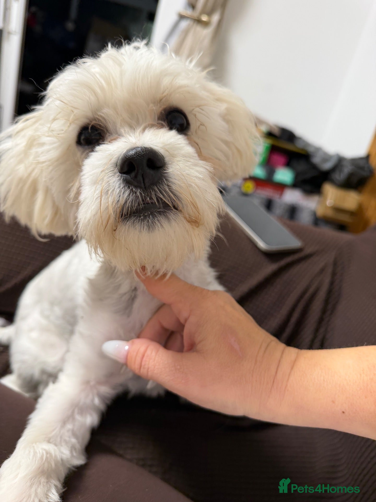 Bichon Frise dogs Sweet boy bichon freeze  - Advert 2