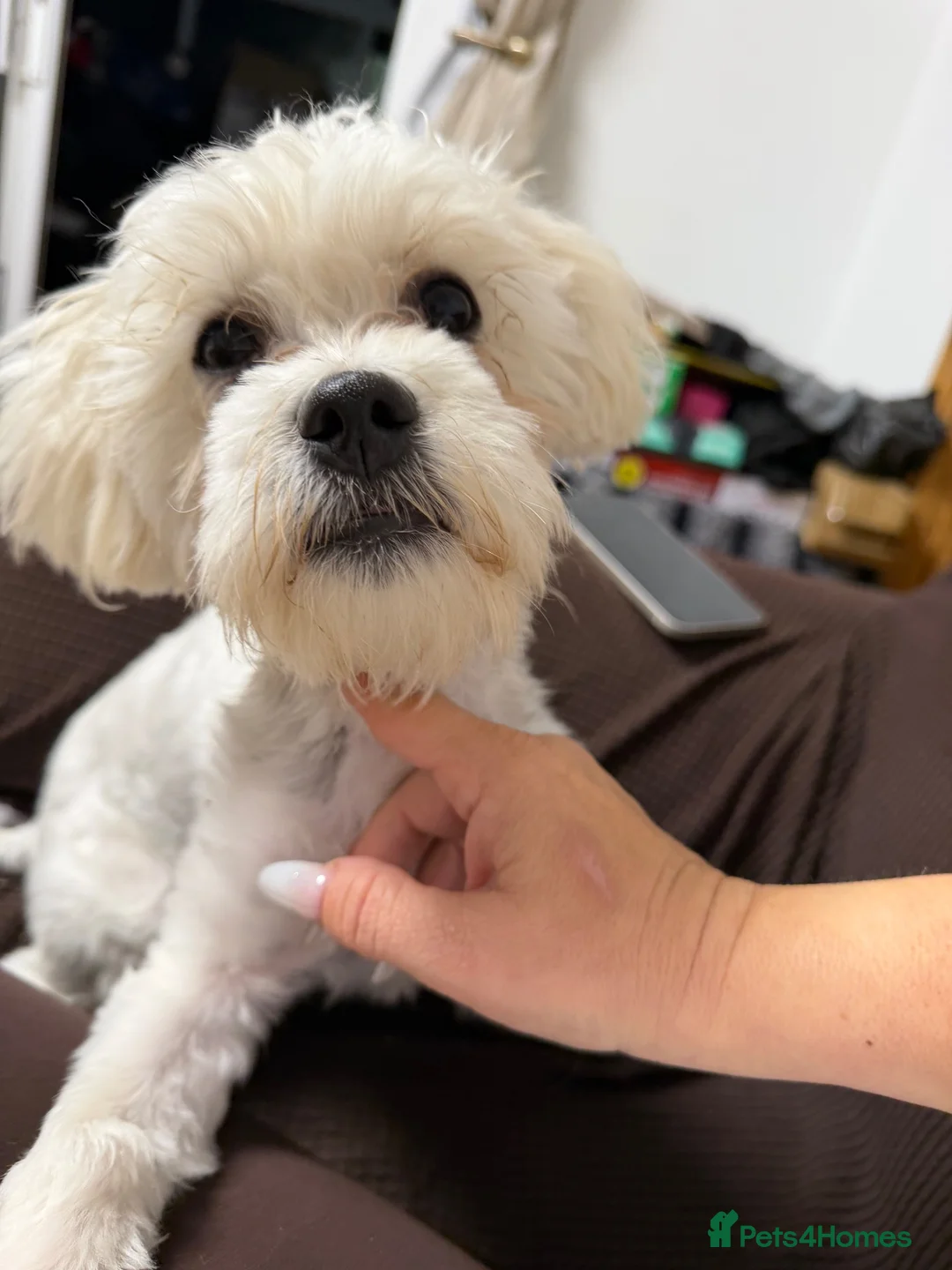 Bichon Frise dogs for sale: Sweet boy bichon freeze  - Advert 2