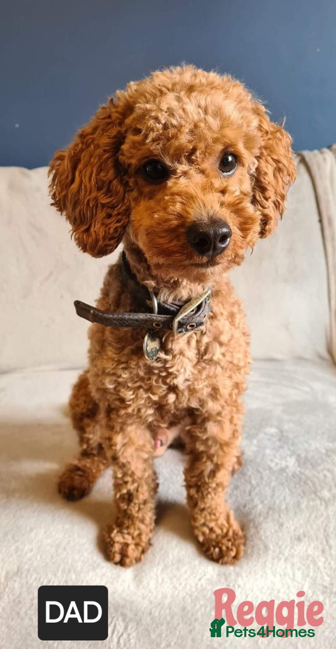 Toy Poodle dogs for sale: STUNNING RED TOY POODLE 🤩🐶 - Image 29