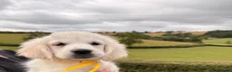 Golden Retriever dogs for sale: Kc registered health tested parents  - Advert 11