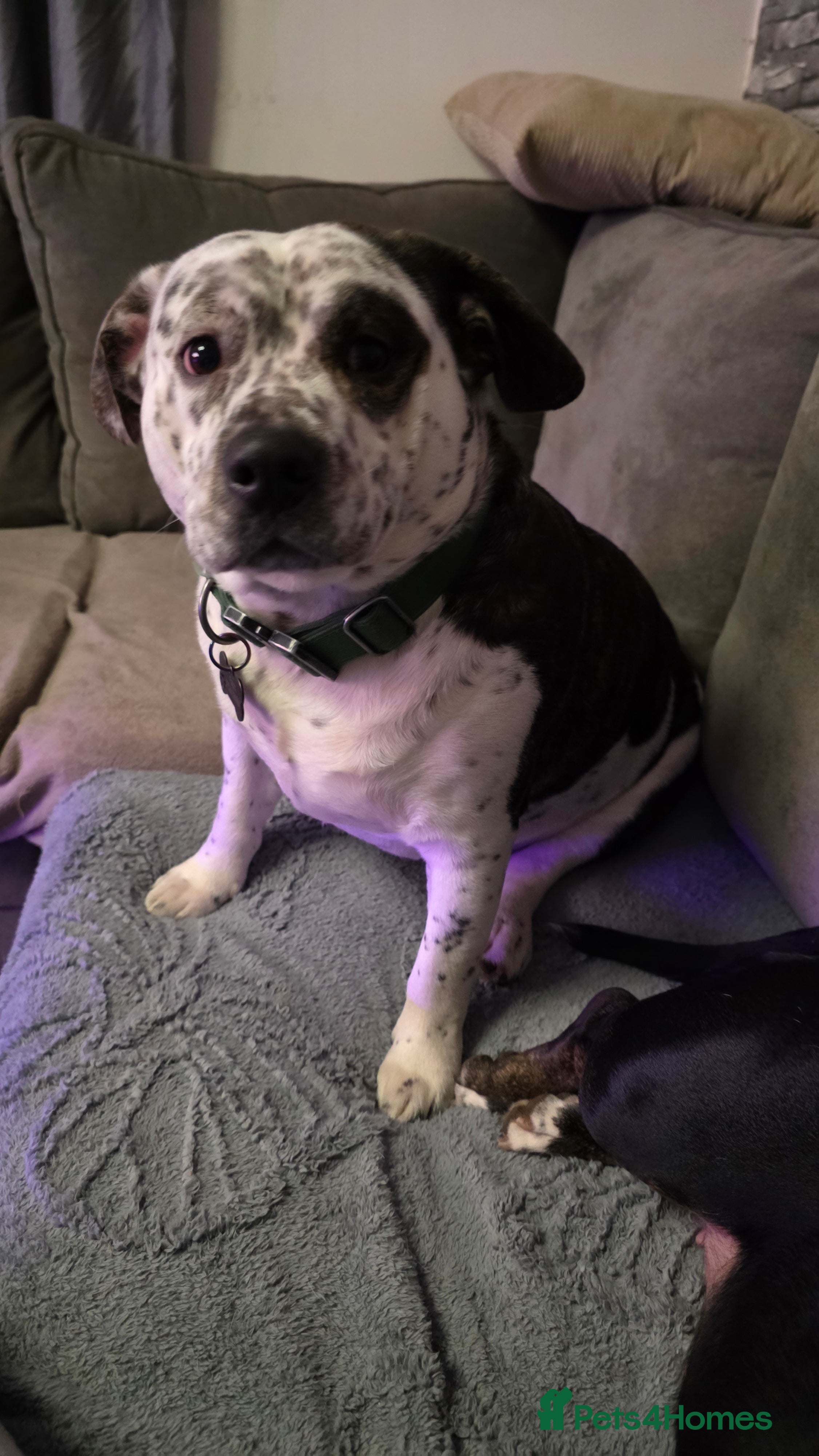 Mixed Breed dogs 2yr old Male for sale - Advert 1