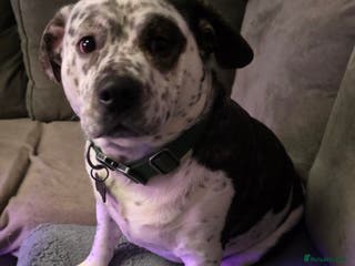 Mixed Breed dogs 2yr old Male for sale - Advert 1