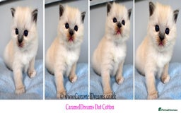 Ragdoll cats for sale: GCCF Gorgeous Adult and Kitten Available! - Image 2