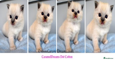 Ragdoll cats - Advert 13