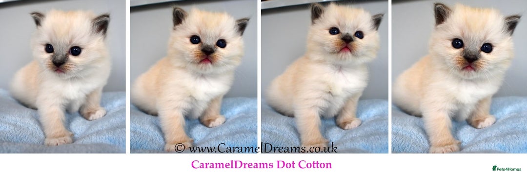 Ragdoll cats for sale: GCCF Gorgeous Adult and Kitten Available! - Image 2