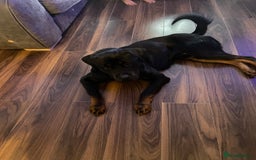 Mixed Breed dogs for sale: Rottweiler mix - Image 2