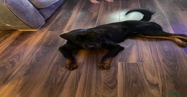 Mixed Breed dogs - Advert 10