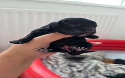 Cocker Spaniel dogs for sale: Cocker Spaniel pups - Image 4