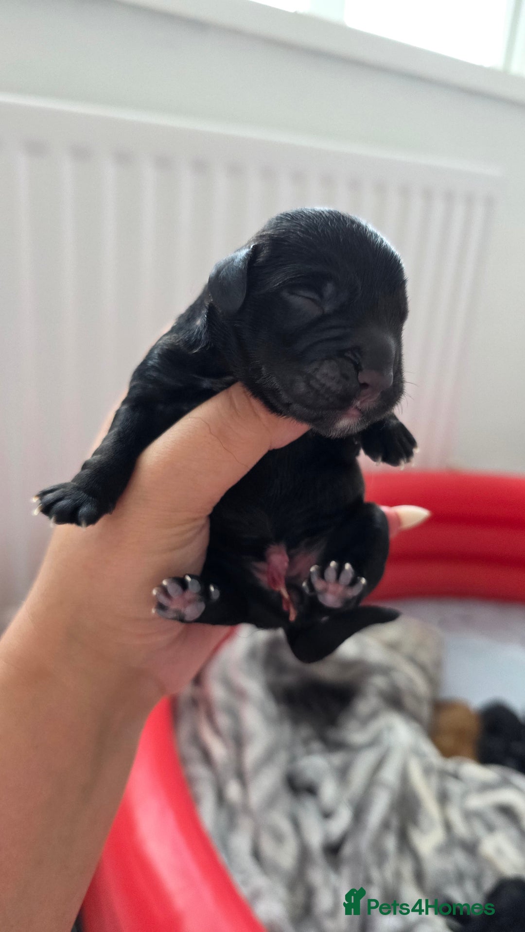 Cocker Spaniel dogs for sale: Cocker Spaniel pups - Image 4