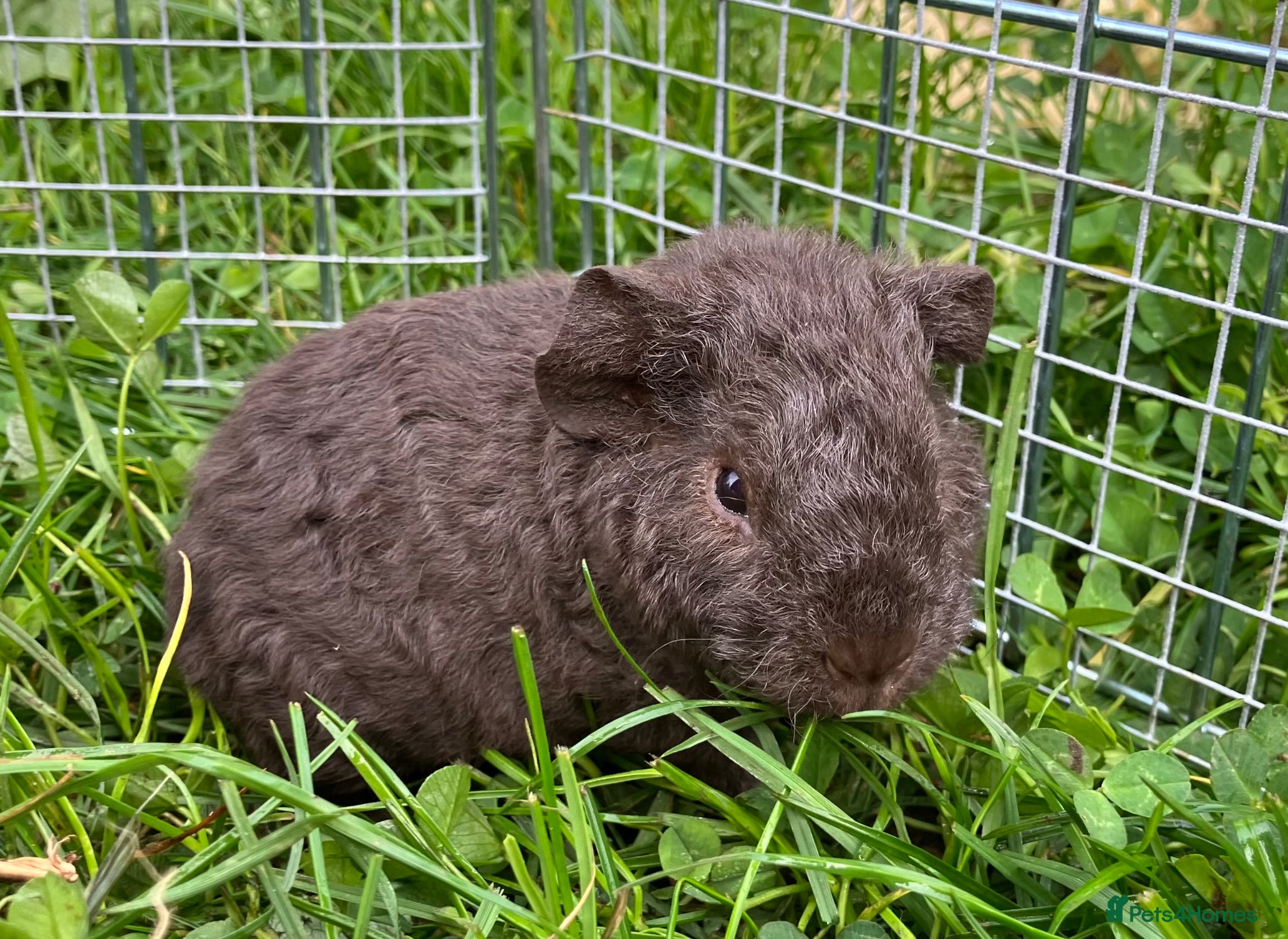 Guinea Pig rodents Pure bred Teddy boys/boars/males - Advert 13