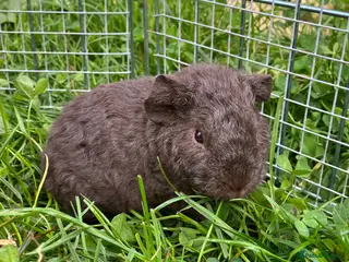 Guinea Pig rodents Pure bred Teddy boys/boars/males - Advert 13