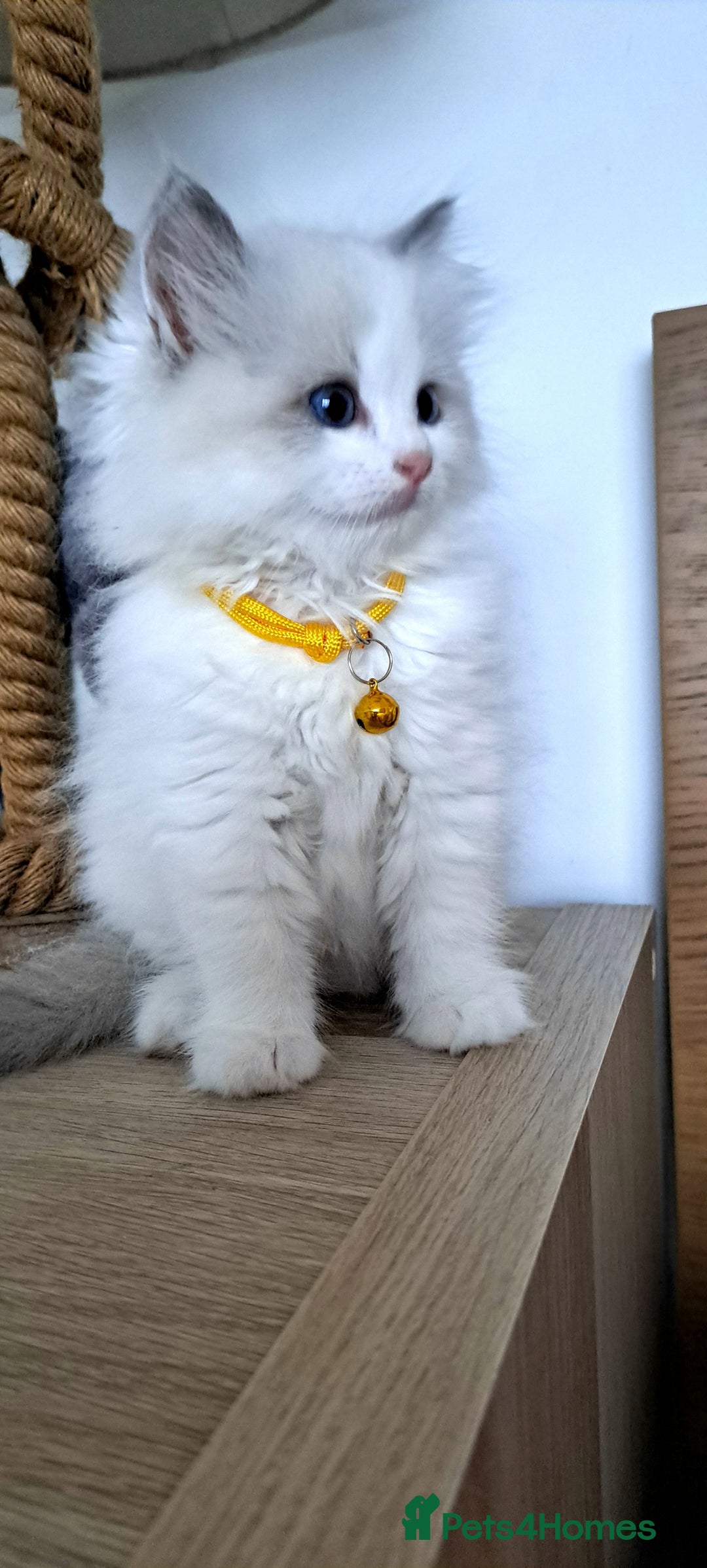 Ragdoll cats for sale: Pure Breed GCCF REG beautiful kittens - Advert 7