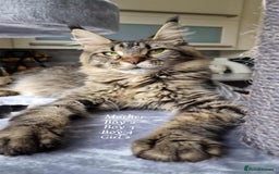 Maine Coon cats for sale: Mainecoon Kittens  - Image 6