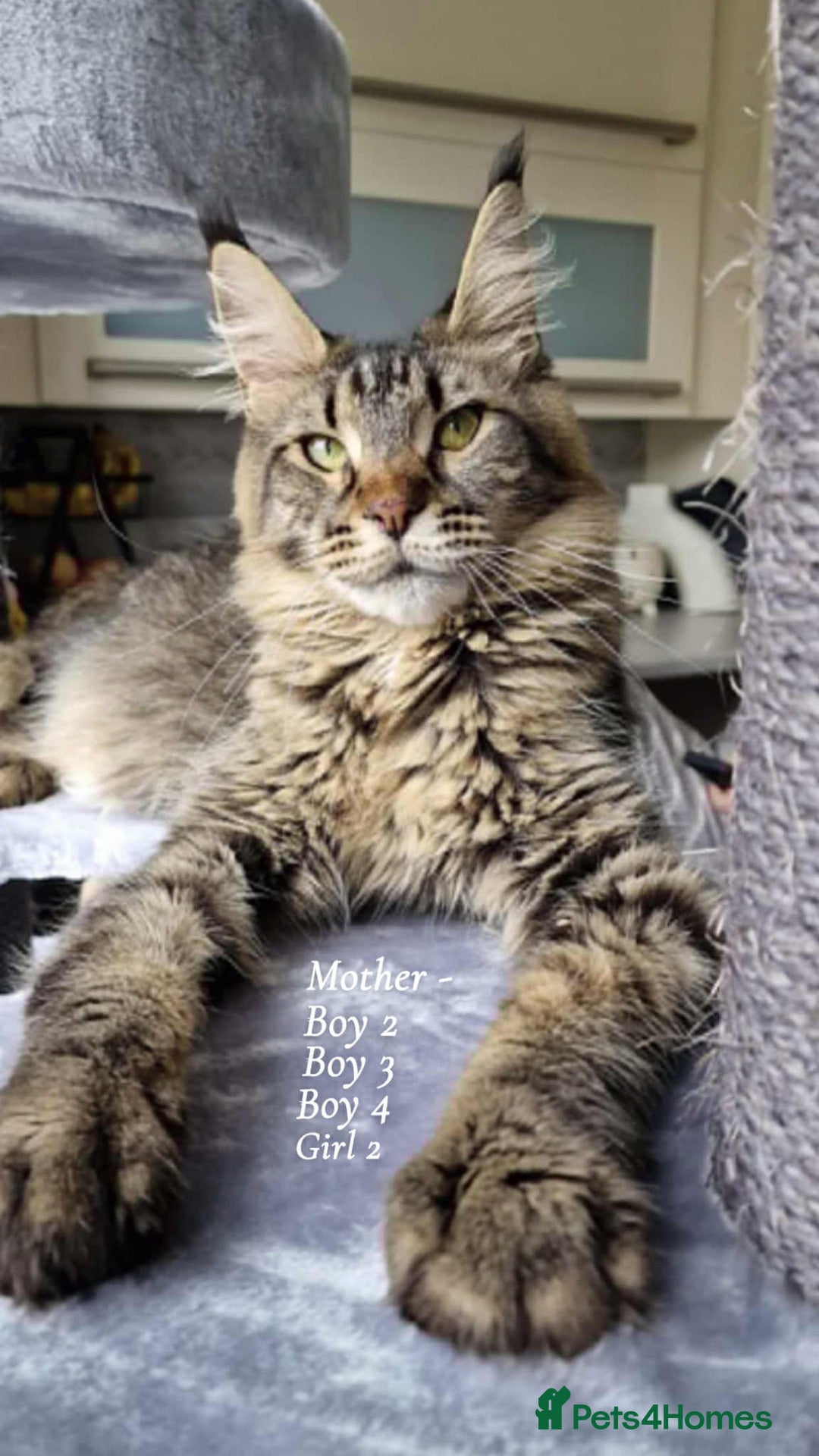 Maine Coon cats for sale: Mainecoon Kittens  - Image 6