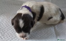 English Springer Spaniel dogs for sale: Beautiful springer Spainel pups. Ready 01/11/25 - Image 15