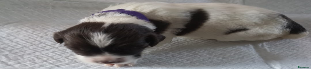 English Springer Spaniel Puppy. Purple collar. 