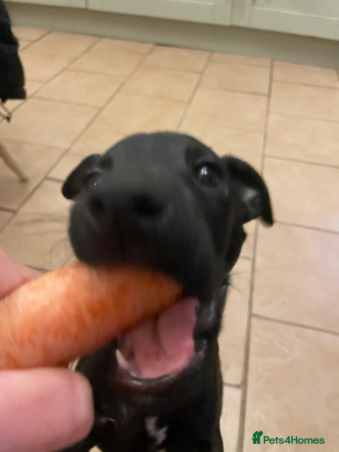 Mixed Breed dogs for sale: Woorier Pup  - Advert 8