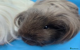 Guinea Pig rodents for sale: Sheltie/Coronet/Merino/Alpaca  GUINEA PIG "SOWS" - Image 6