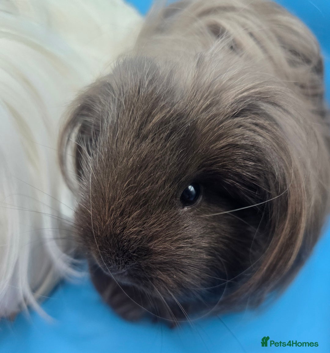 Guinea Pig rodents for sale: Sheltie/Coronet/Merino/Alpaca  GUINEA PIG "SOWS" - Image 6