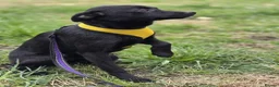 Mixed Breed dogs for adoption: ❤️🐶 INDY – DELICATE LIKE CRYSTAL, FULL OF LOVE in Burton-on-Trent - Advert 22