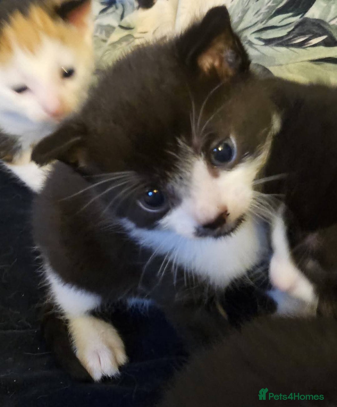 British Shorthair cats for sale: 2 Kittens For Sale - Image 1