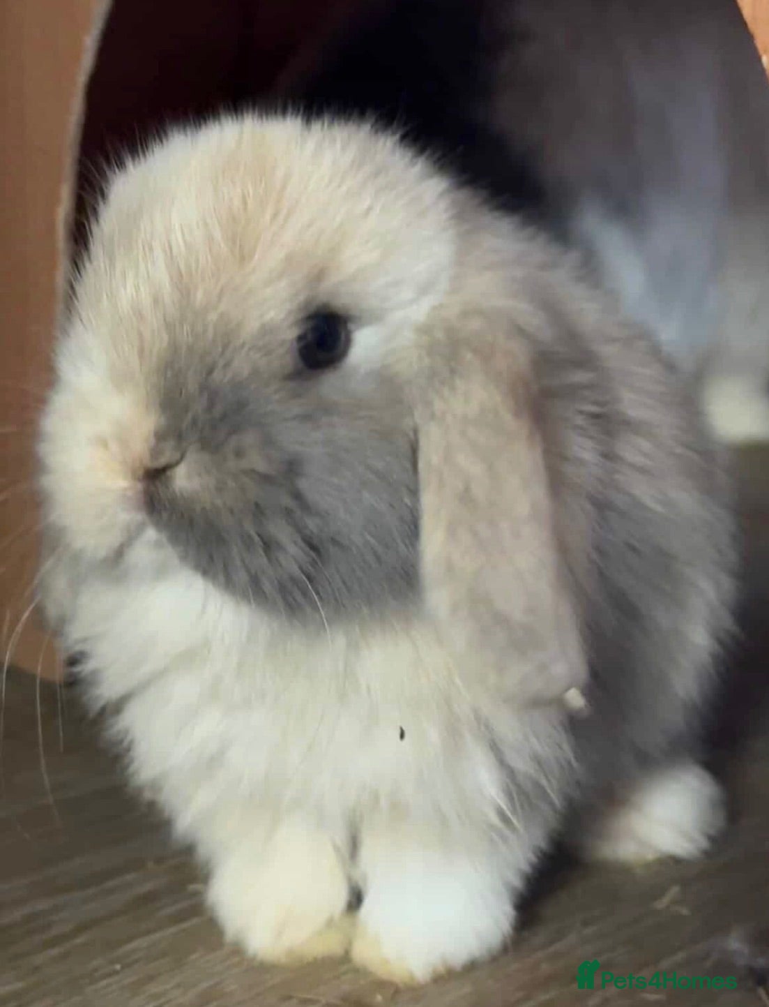 Mini Lop rabbits ⭐️ Purebred Mini Lops ⭐️ - Advert 2