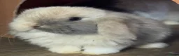 Mini Lop rabbits for sale: ⭐️ Purebred Mini Lops ⭐️ - Advert 1