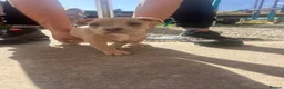 American Bully dogs for sale: American pocket bully’s  - Advert 19