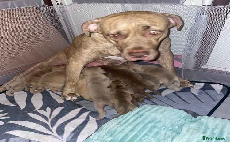 Mixed Breed dogs - Advert 1