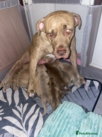 Mixed Breed dogs - Advert 1