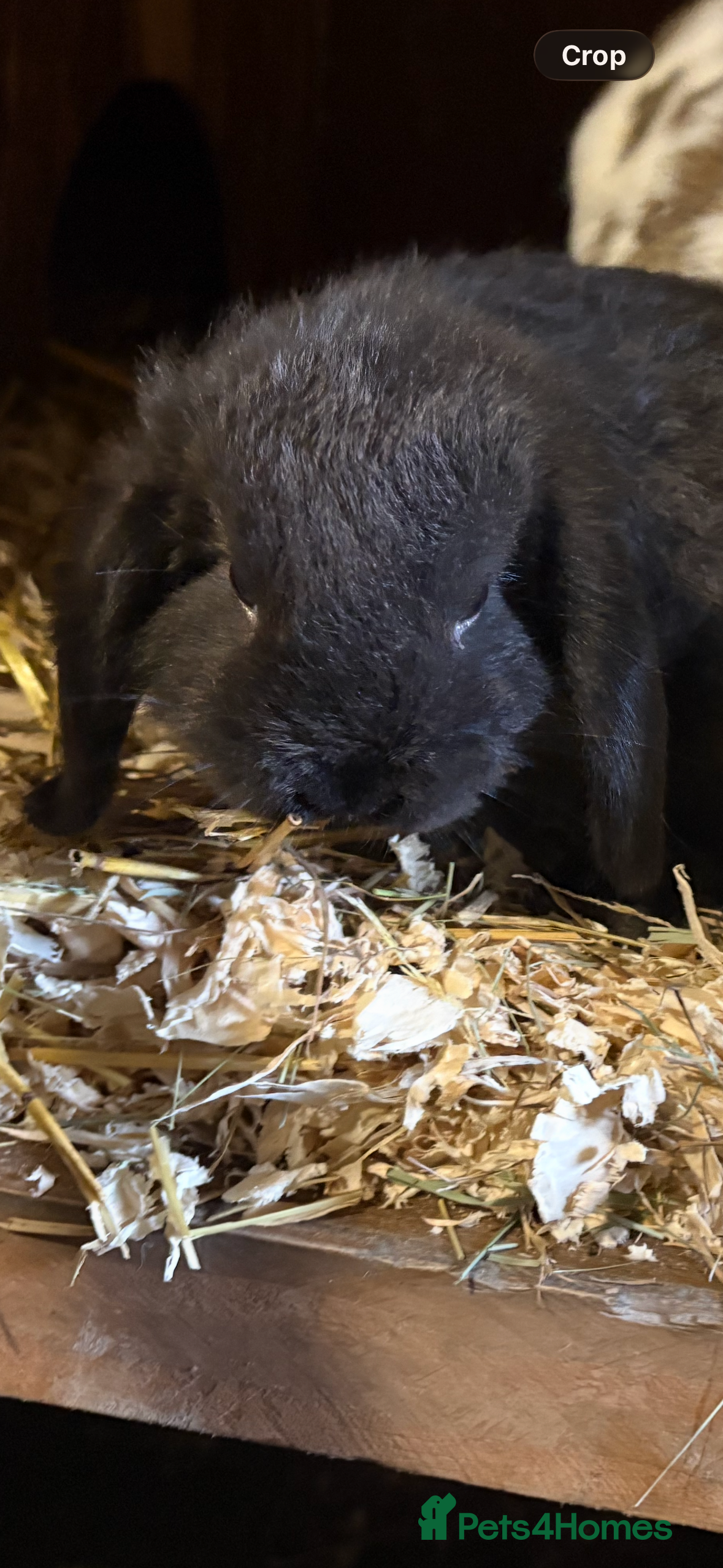 French Lop rabbits A beautiful baby lop boy - Advert 10