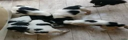Sprocker dogs for sale: 5 Lovely Sprockers blue roan in colour. - Advert 7