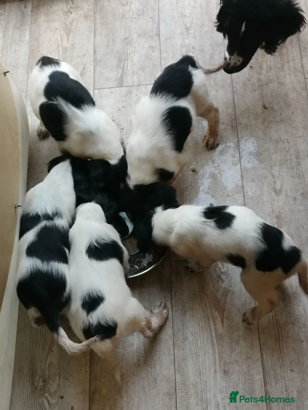Sprocker dogs for sale: 5 Lovely Sprockers blue roan in colour. - Advert 7
