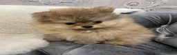 Pomeranian dogs for sale: OUTSTANDING KC BOYS AVALIBLE  in Brighton - Advert 10