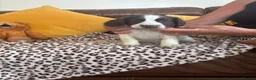 Sprocker dogs for sale: Sprocker spaniel puppies - Advert 15