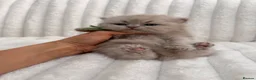 British Shorthair cats for sale: 🤍 British Shorthair Kittens | Pet Homes Only 🤍 - Advert 9