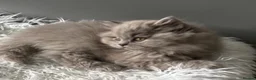 British Longhair cats for sale: **Only 2 Remaining! GCCF British LH/SH Kittens ** - Advert 24