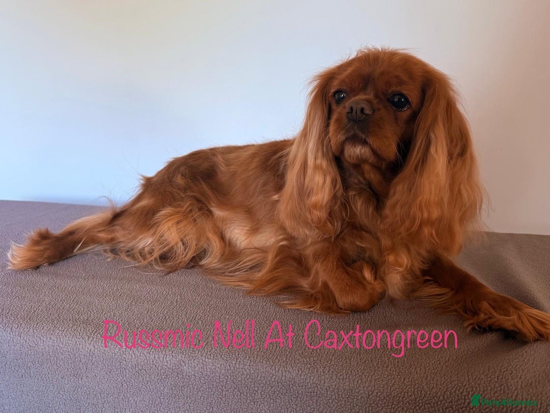 Cavalier King Charles Spaniel dogs for sale: KC Reg Cavalier King Charles Spaniel Puppies - Image 4