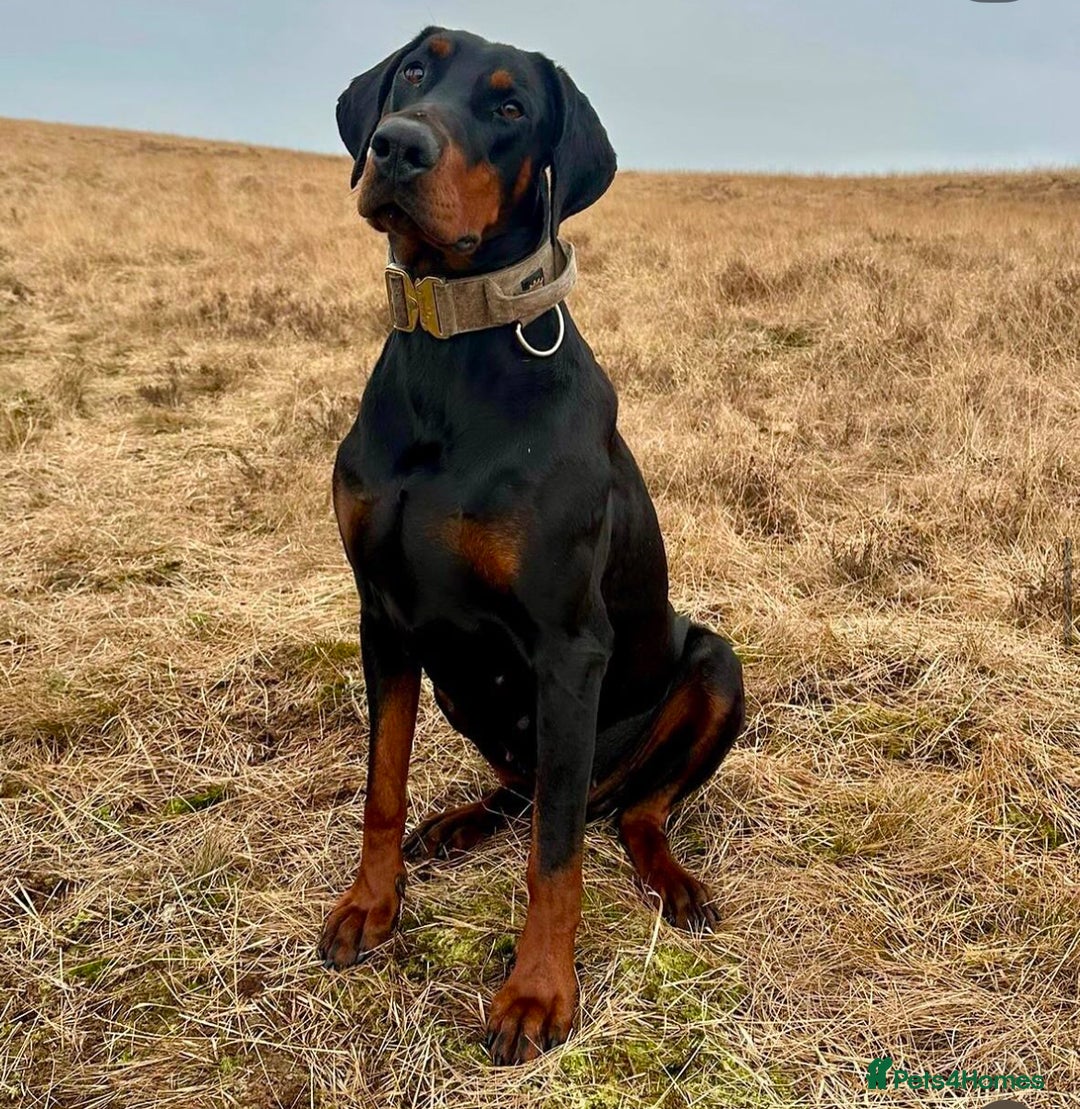 Dobermann dogs for sale: 🏆Supreme Dobermanns - Where Excellence Begins 🏆 - Advert 38